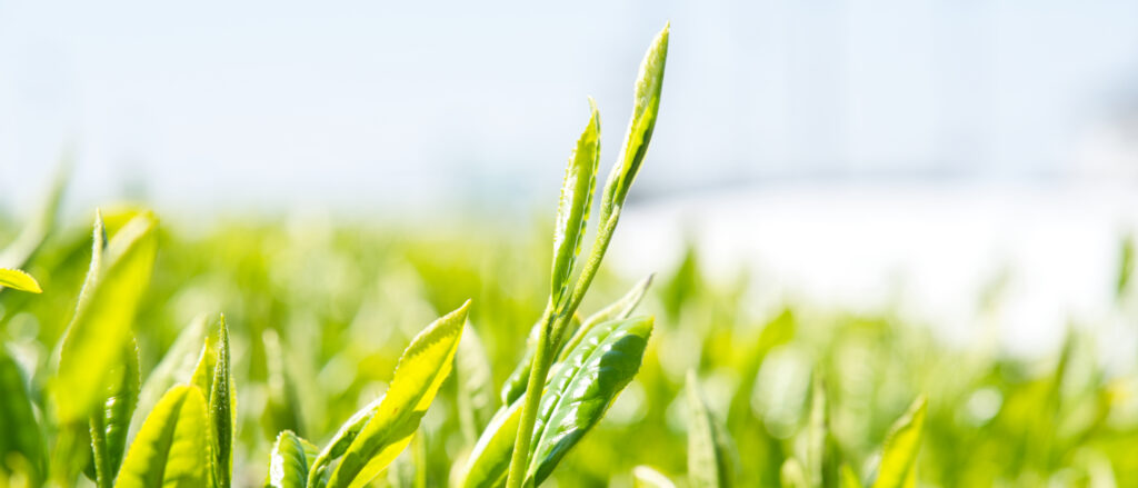 新芽の息吹新茶イメージ