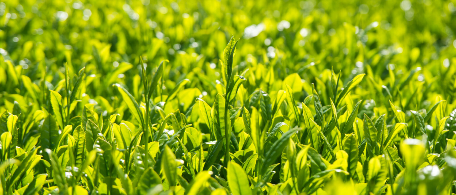 八十八夜新茶イメージ